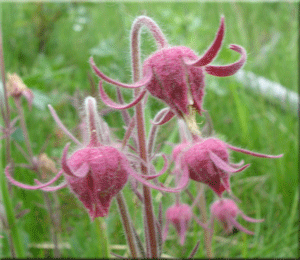 Wild Flower Seed