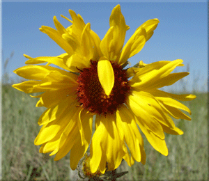 Garden Wild Flower