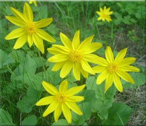 Alberta Wild Flowers